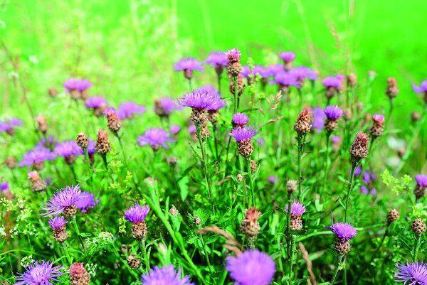 Lila Wiesenblumen vor grünem Hintergrund - Copyright: congerdesign