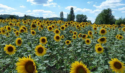 Sonnenblumen im Sommer - Copyright: Birgit Arndt / fundus-medien.de