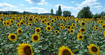 Sonnenblumen im Sommer - Copyright: Birgit Arndt / fundus-medien.de