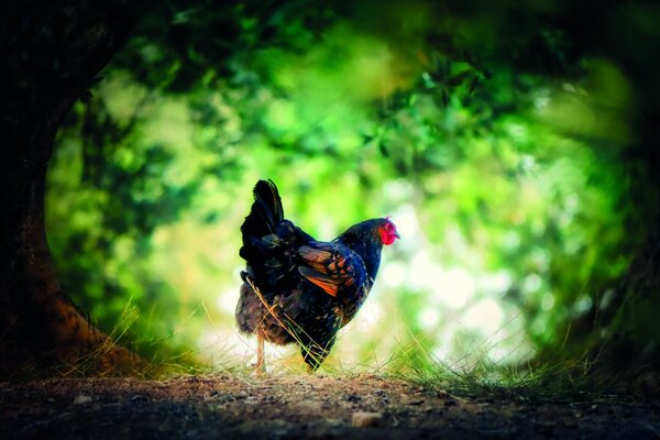 Schwarzes Huhn im Grünen - Copyright: Albrecht_Fietz__pixabay