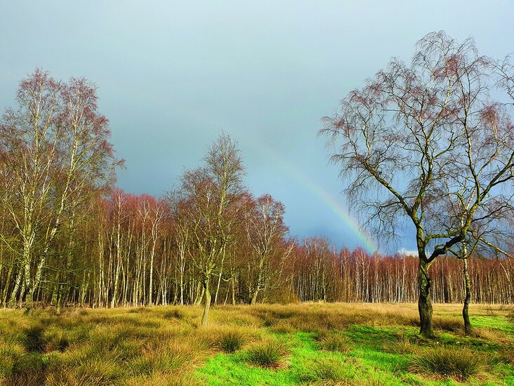 Grünes Feld mit Bäumen