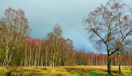 Grünes Feld mit Bäumen - Copyright: Barbara Vogel