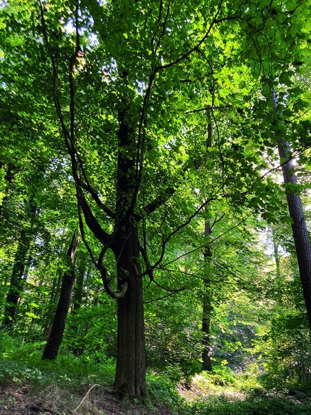 Wald - Copyright: Inga Hillig-Stoeven