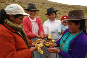 'Brot für die Welt' hilft der Bauernorganisation in Peru, die Vielfalt der Kartoffeln zu bewahren und die Ernährung der Bevölkerung zu sichern - Copyright: Brot für die Welt