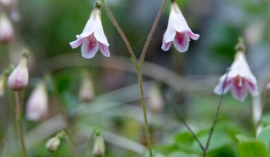 Linnaea borealis - Copyright: Uta Leber