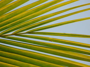 Palmzweig, Foto: E. Adler/Fotolia - Copyright: E. Adler/Fotolia