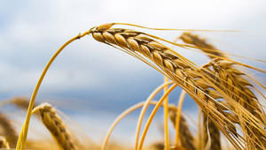 Erntedank erinnert an den Kreislauf der Natur - Foto: iStock - Copyright: iStockphoto