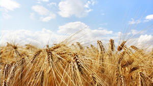 Kornfeld vor der Ernte - Copyright: iStockphoto