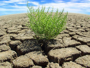 Am Freitag beginnt die Hamburger Klimawoche - Copyright: Fotolia