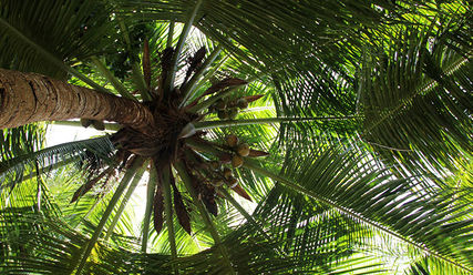Was hat Palmsonntag mit der Palme zu tun? - © Pixabay / Peggy und Marco Lachmann-Anke - Copyright: Peggy und Marco Lachmann-Anke