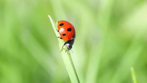 Das Glück - Geheimnis und Wunsch für jeden Menschen - Foto: sbayram, iStockphoto - Copyright: sbayram, iStockphoto