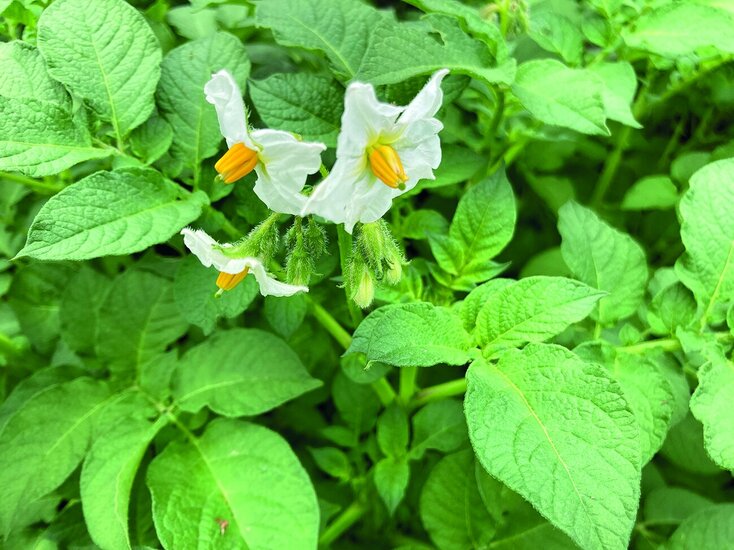 Blühende Kartoffelpflanze