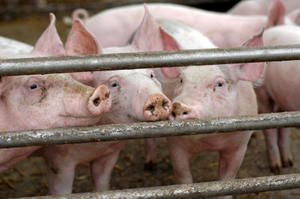 Bio-Schweine  - Copyright: Dirk Ott, iStockphoto