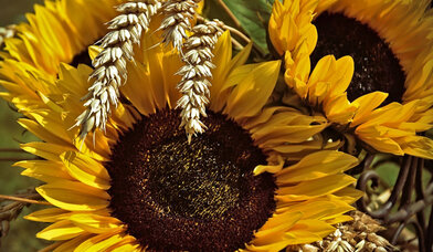 Sonnenblumen und Weizenähren - Copyright: Bild von Peggychoucair auf Pixabay