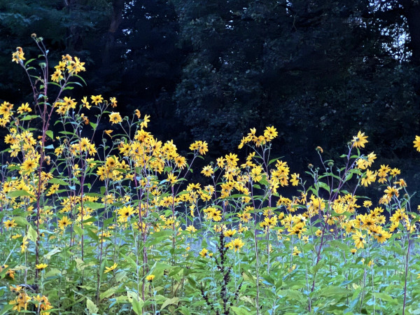 Blumen im Herbst